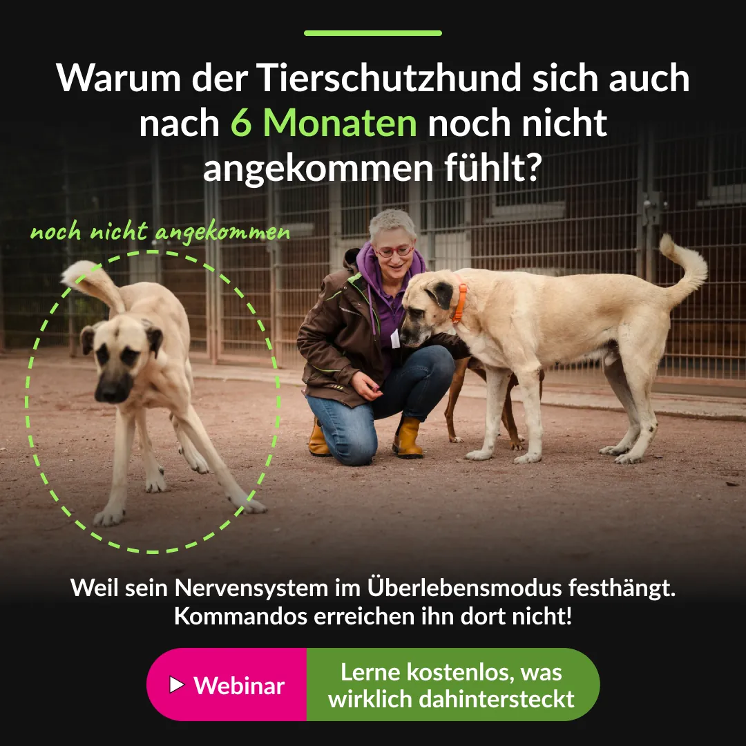Ad variant 1. Hook: distance. A dashed circle marks the dog that has not arrived yet.